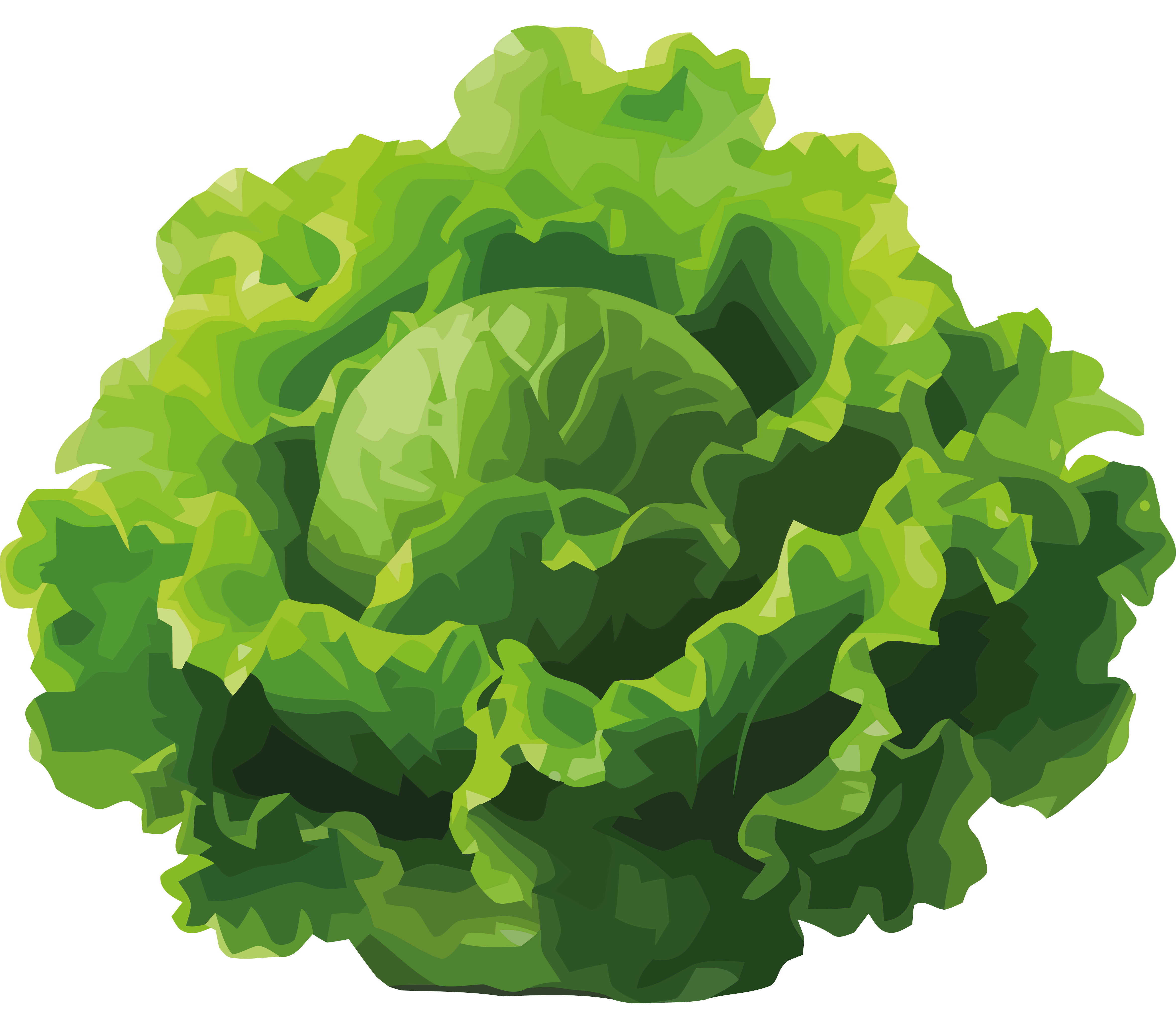 Lettuce